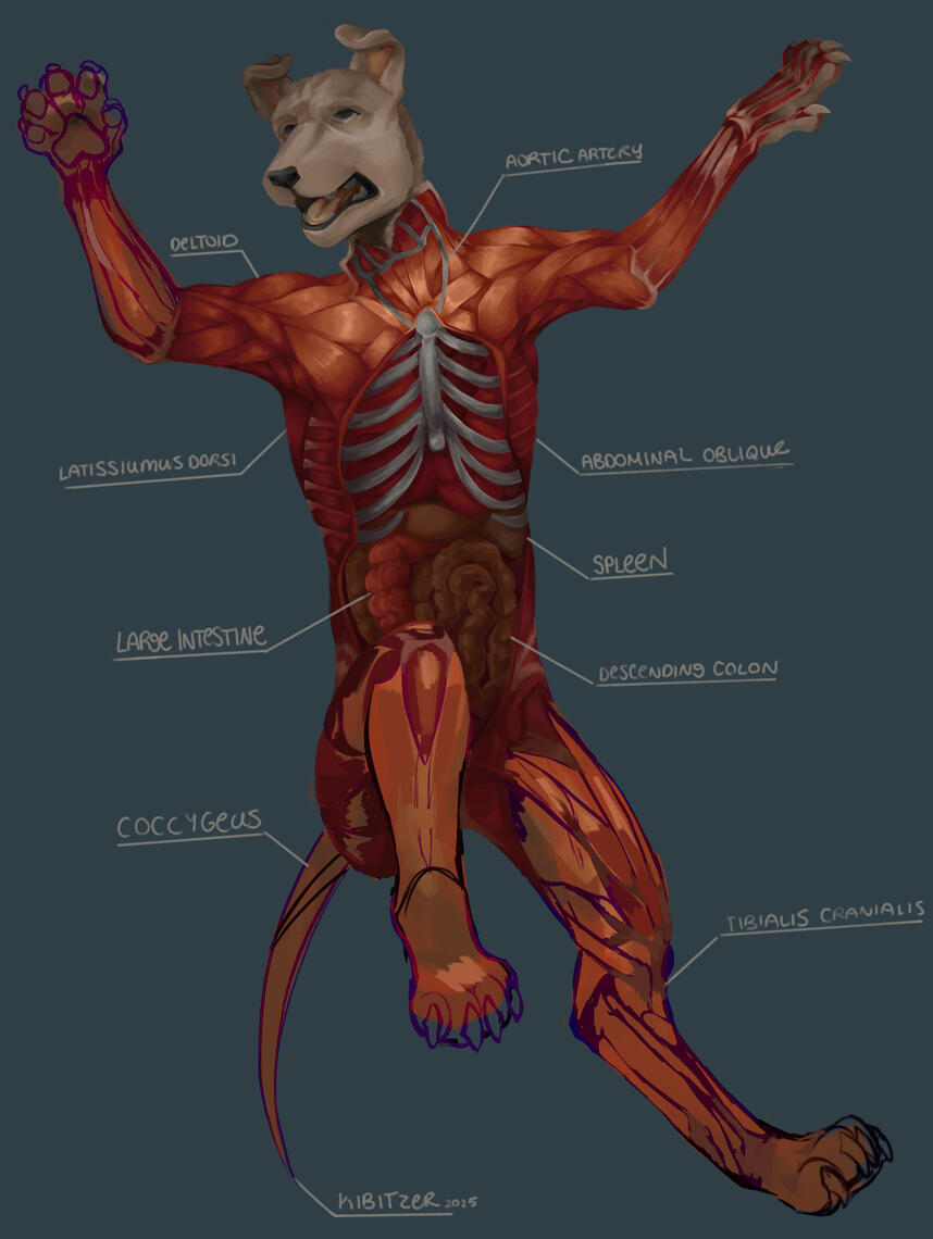 Dog Dissection (2025)